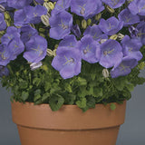 CAMPANULA CARPATICA - RAPIDO