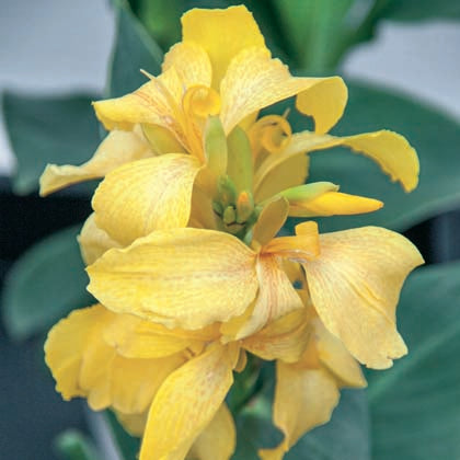 CANNA CANNOVA® - YELLOW F1