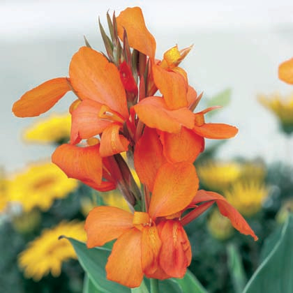 CANNA CANNOVA® - ORANGE SHADE