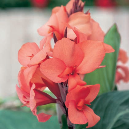 CANNA CANNOVA® - MANGO