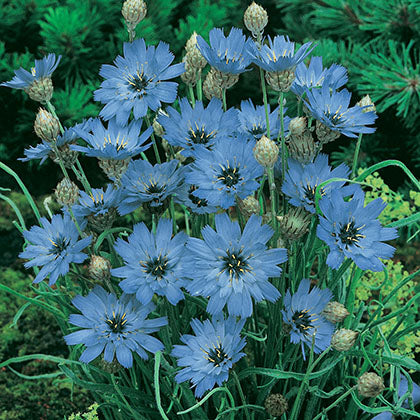 CATANANCHE CAERULEA