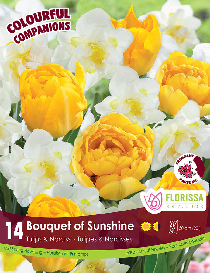 BULBES TULIPES ET NARCISSES- BOUQUET OF SUNSHINE