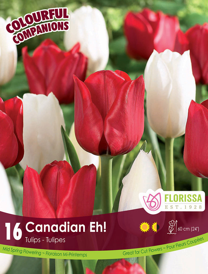 BULBES TULIPES - CANADIAN EH!