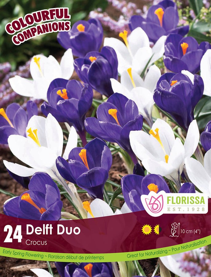 BULBES CROCUS - DELFT DUO