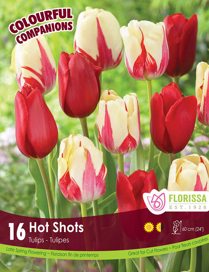 BULBE TULIPE - HOT SHOTS