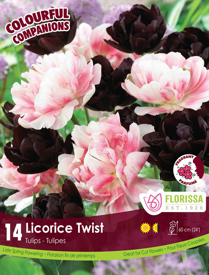 BULBES TULIPE - LICORICE TWIST