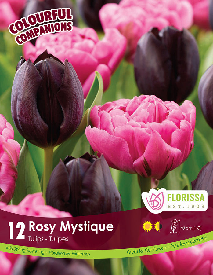 TULIP BULBS - ROSY MYSTIQUE