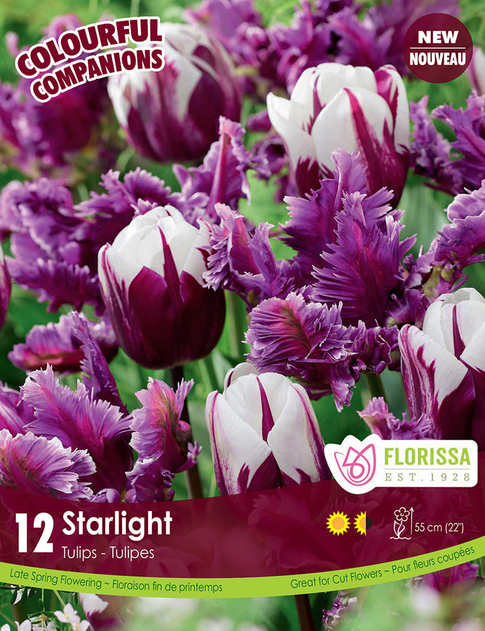TULIP BULBS - STARLIGHT