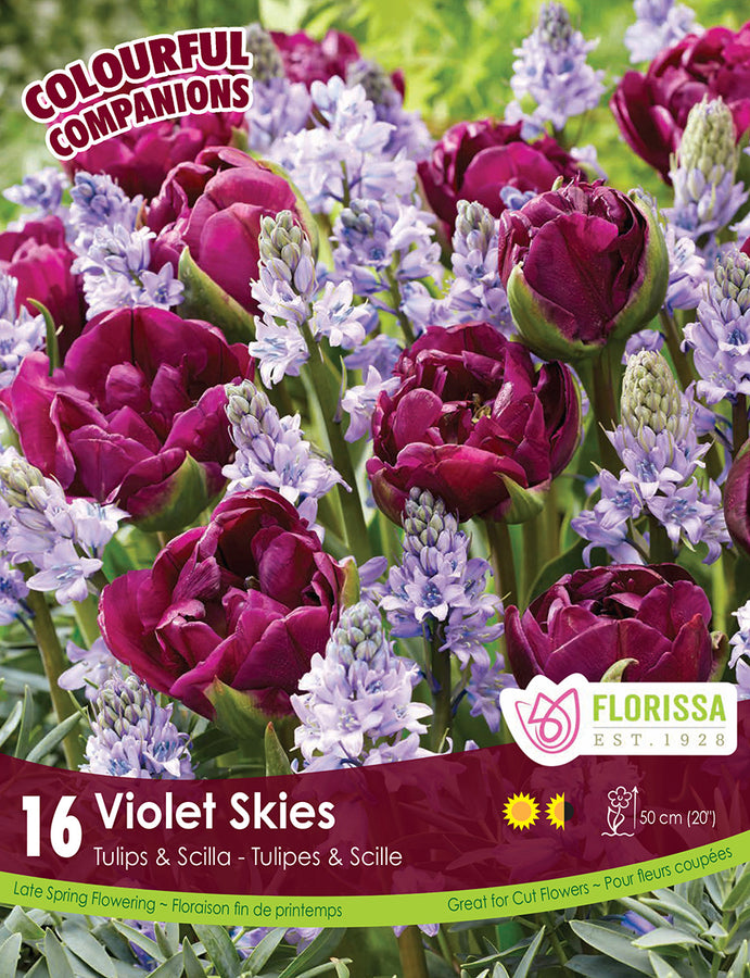 BULBES TULIPES - VIOLET SKIES