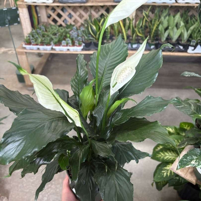 SPATHIPHYLLUM
