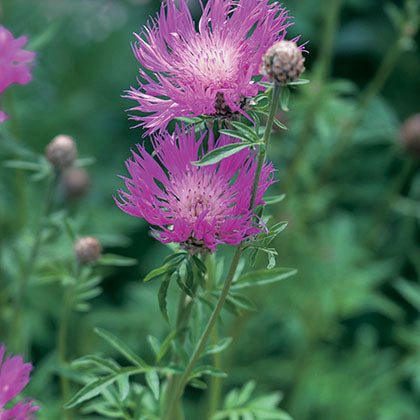 CENTAUREA DEALBATA
