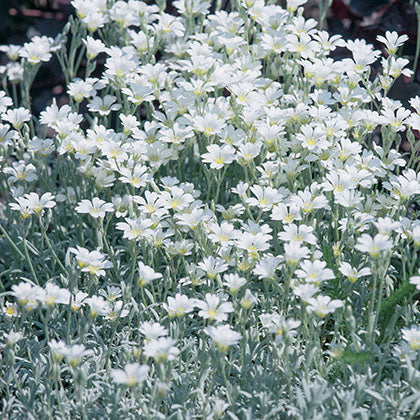 CERASTIUM TOMENTOSUM