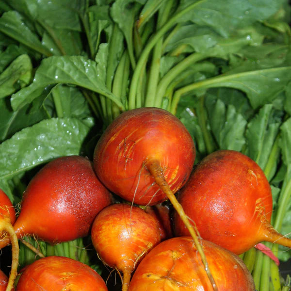 SEMENCES DE LEGUMES BIO: BETTERAVE - TOUCHSTONE GOLD