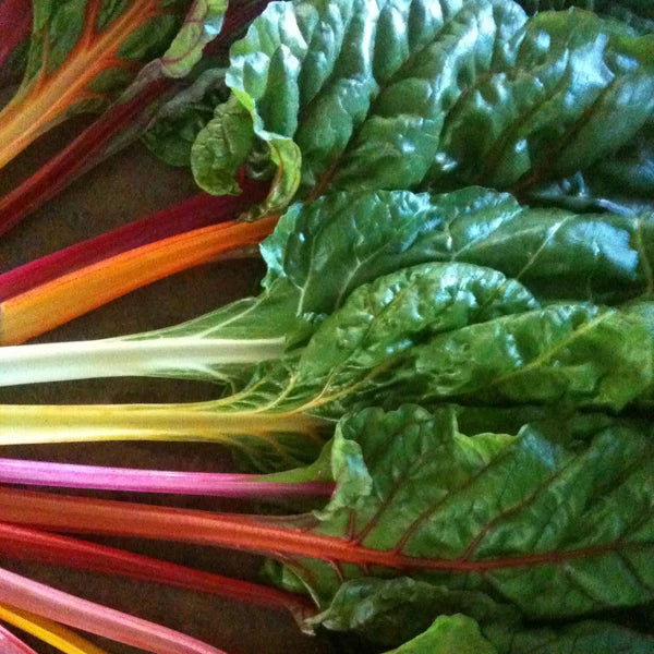 SEMENCES DE LEGUMES BIO: BETTE A CARDE - ARC A CIEL