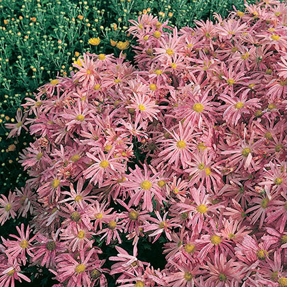 CHRYSANTHEMUM RUBELLUM - CLARA CURTIS