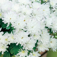 CHRYSANTHEMUM MORIFOLIUM - IGLOO