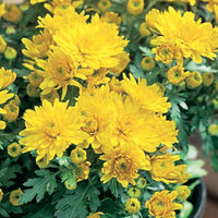 CHRYSANTHEMUM MORIFOLIUM - IGLOO