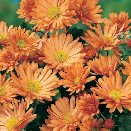 CHRYSANTHEMUM MORIFOLIUM - IGLOO