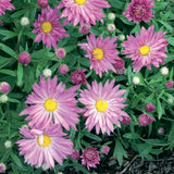 CHRYSANTHEMUM MORIFOLIUM - IGLOO