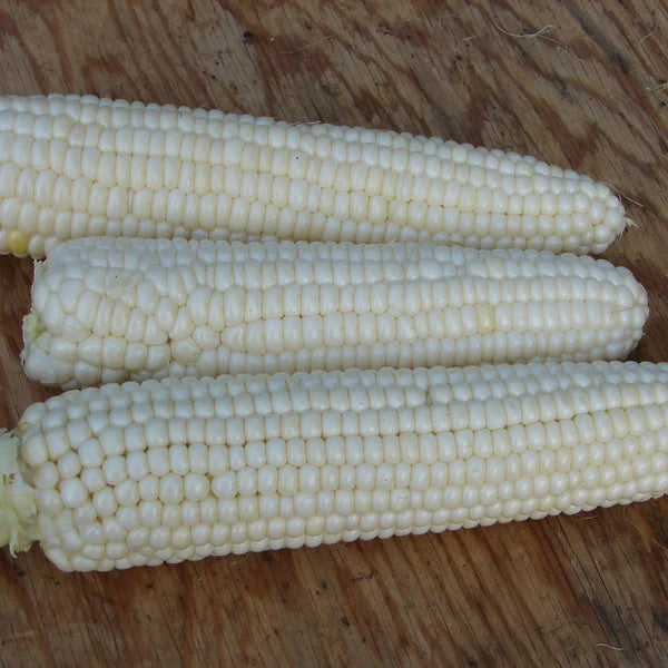 SEMENCES DE LEGUMES BIO: MAIS SUCRÉ - TUXANA