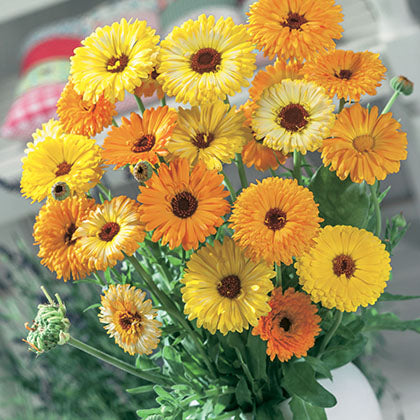 CALENDULA