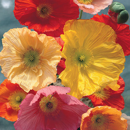 PAPAVER - CHAMPAGNE MIX