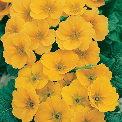 PRIMULA - JAUNE