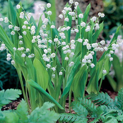 CONVALLARIA MAJALIS
