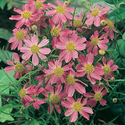 COREOPSIS ROSEA - AMERICAN DREAM