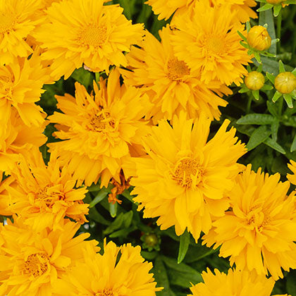 COREOPSIS GRANDIFLORA - DOUBLE THE SUN