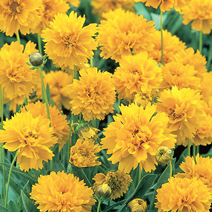 COREOPSIS GRANDIFLORA - EARLY SUNRISE