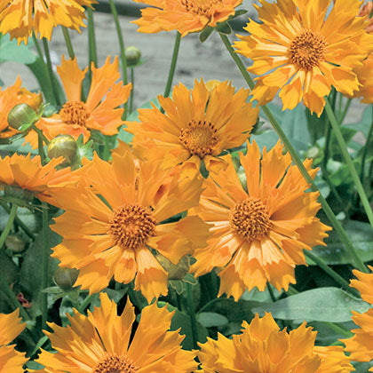 COREOPSIS - JETHRO TULL