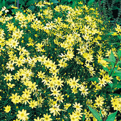 COREOPSIS VERTICILLATA - MOONBEAM