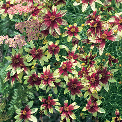 COREOPSIS VERTICILLATA - ROUTE 66