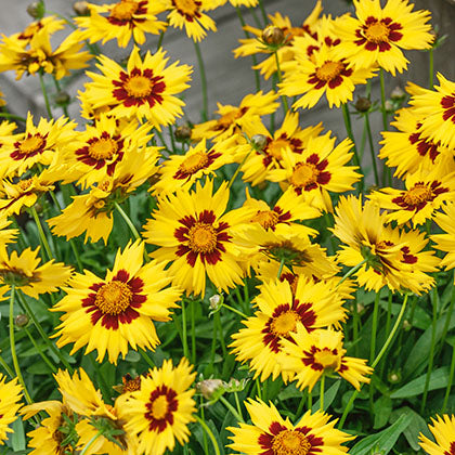 COREOPSIS GRANDIFLORA - SUNKISS