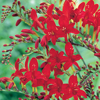 CROCOSMIA - LUCIFER