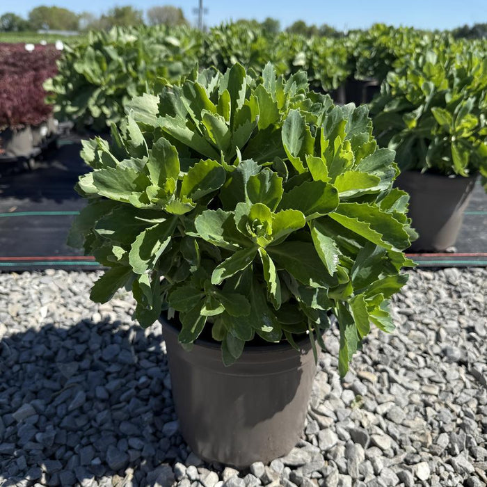 SEDUM HYBRID - AUTUMN FIRE