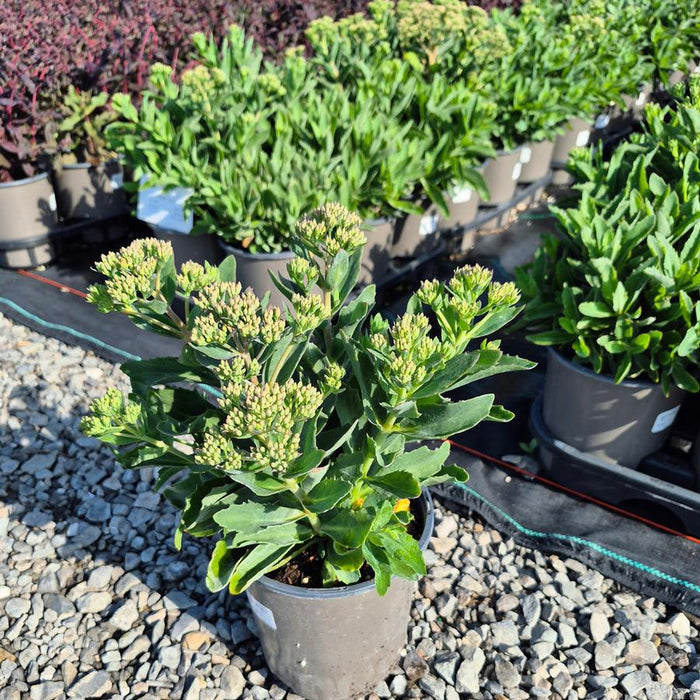 SEDUM SPECTABILE - CARL