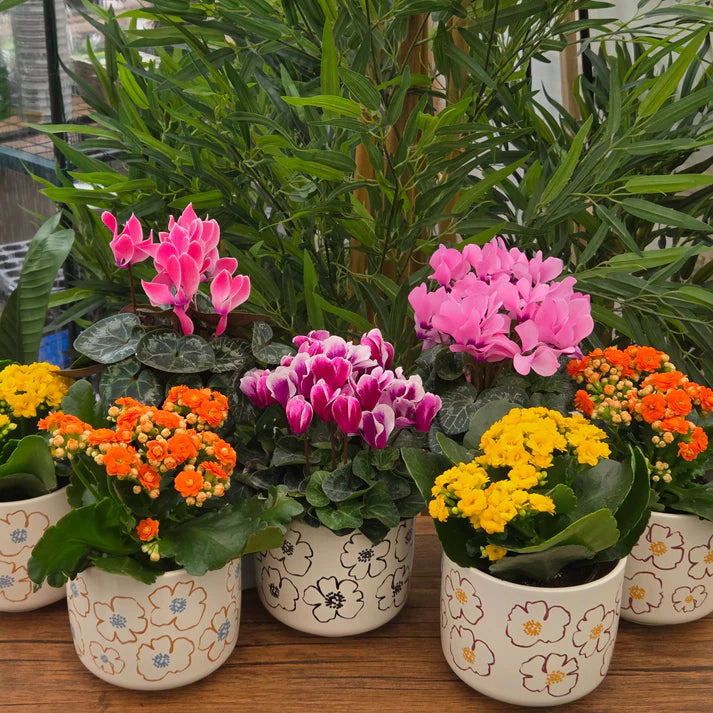 BARI CERAMIC POT - FLORAISON 13 CM