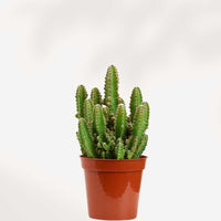 CACTUS CEREUS CHÂTEAU DE FÉES