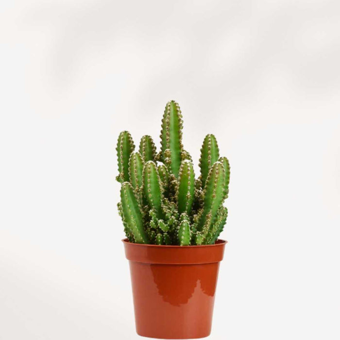 CACTUS CEREUS CHÂTEAU DE FÉES