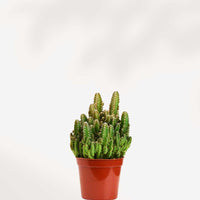 BOÎTE MYSTÈRE - CACTUS