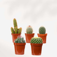 BOÎTE MYSTÈRE - CACTUS