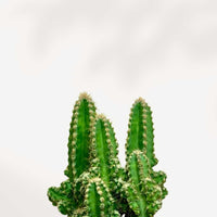 CACTUS CEREUS CHÂTEAU DE FÉES