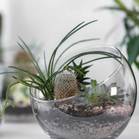 BOÎTE MYSTÈRE - CACTUS