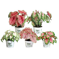 ASSORTIMENT CALADIUM HEART TO HEART