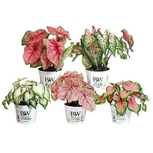 ASSORTIMENT CALADIUM HEART TO HEART