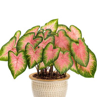 ASSORTIMENT CALADIUM HEART TO HEART