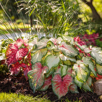 ASSORTIMENT CALADIUM HEART TO HEART