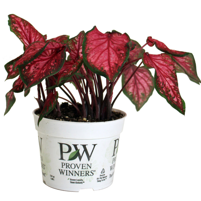 CALADIUM - SCARLET FLAME